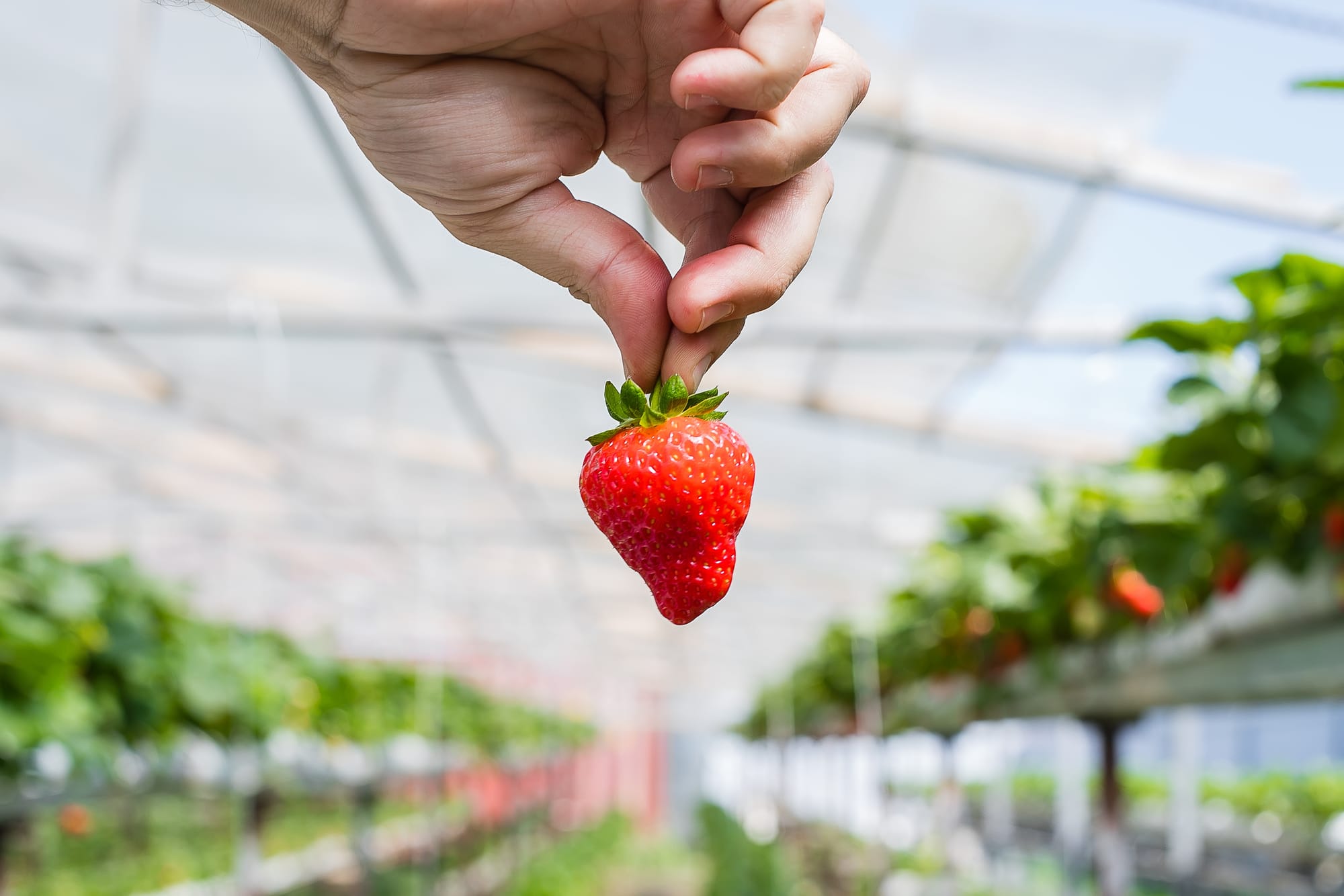 Research project looks to produce local strawberries year-round