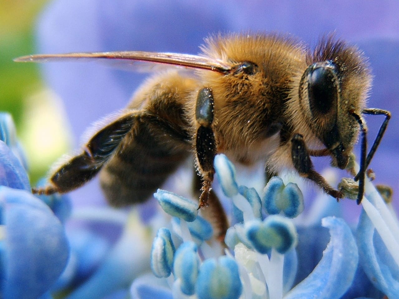 New funding to help honey producers in wake of U.S. tariffs