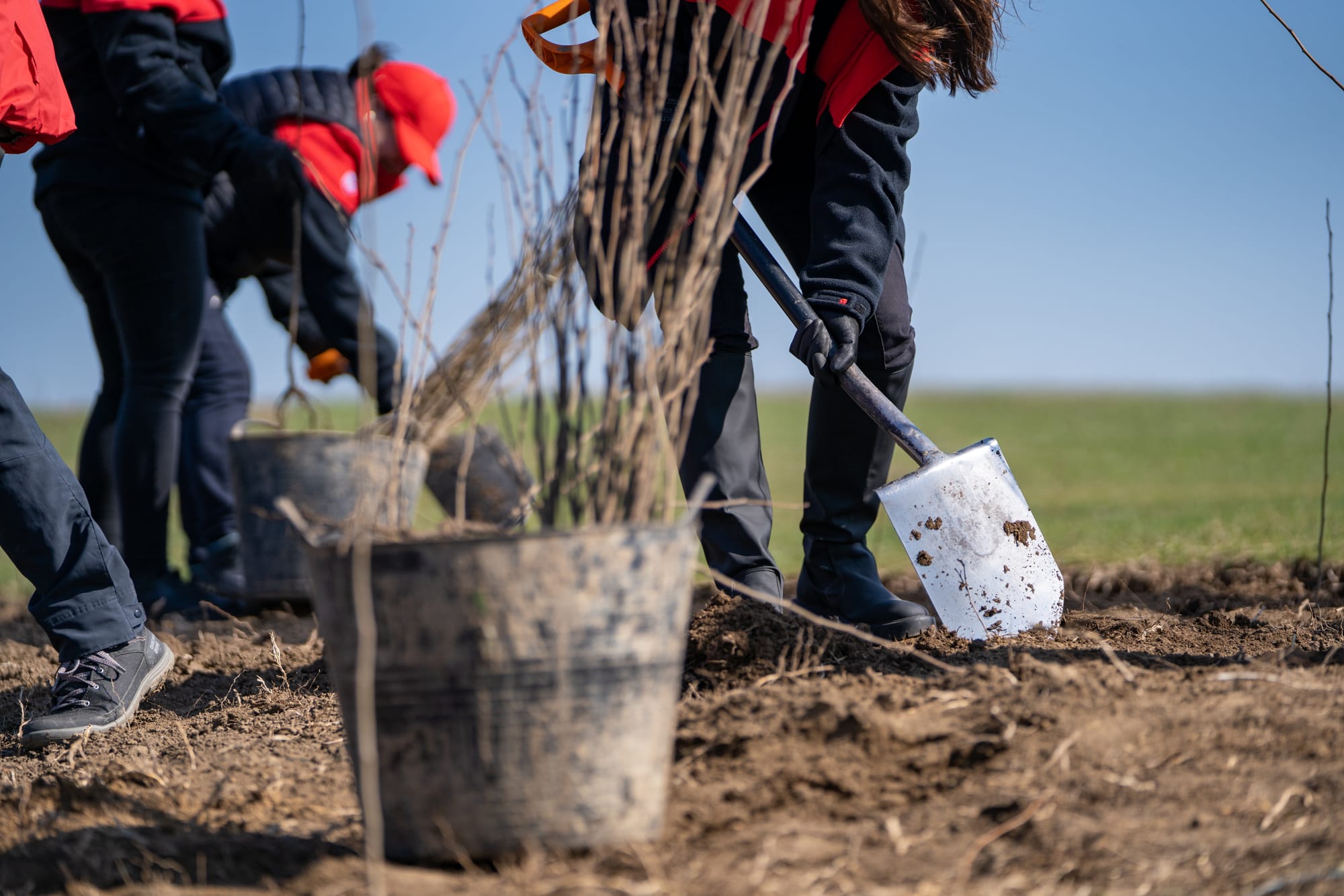 Wellesley plans two tree giveaway events next month