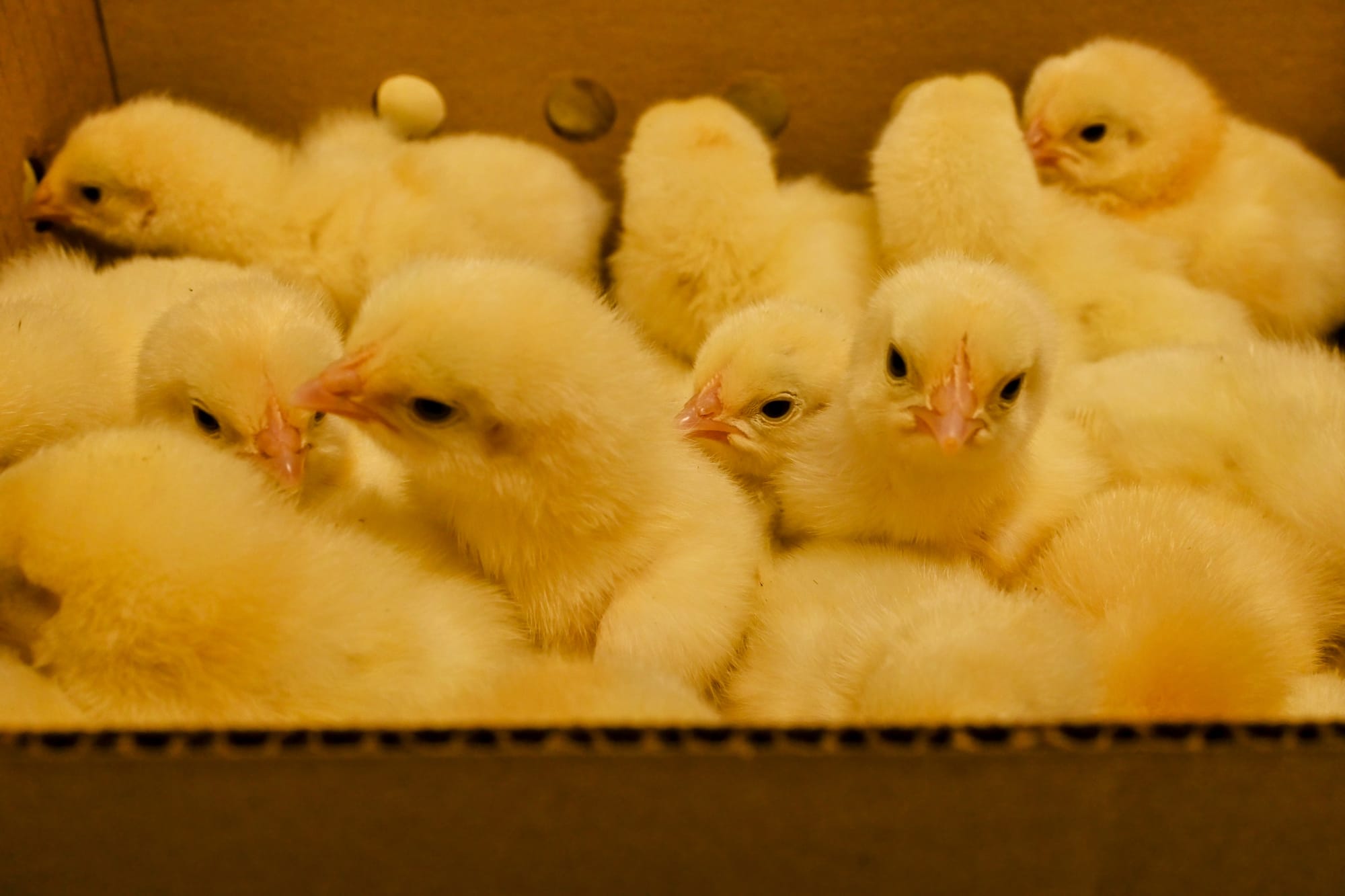 Hatching up something unique