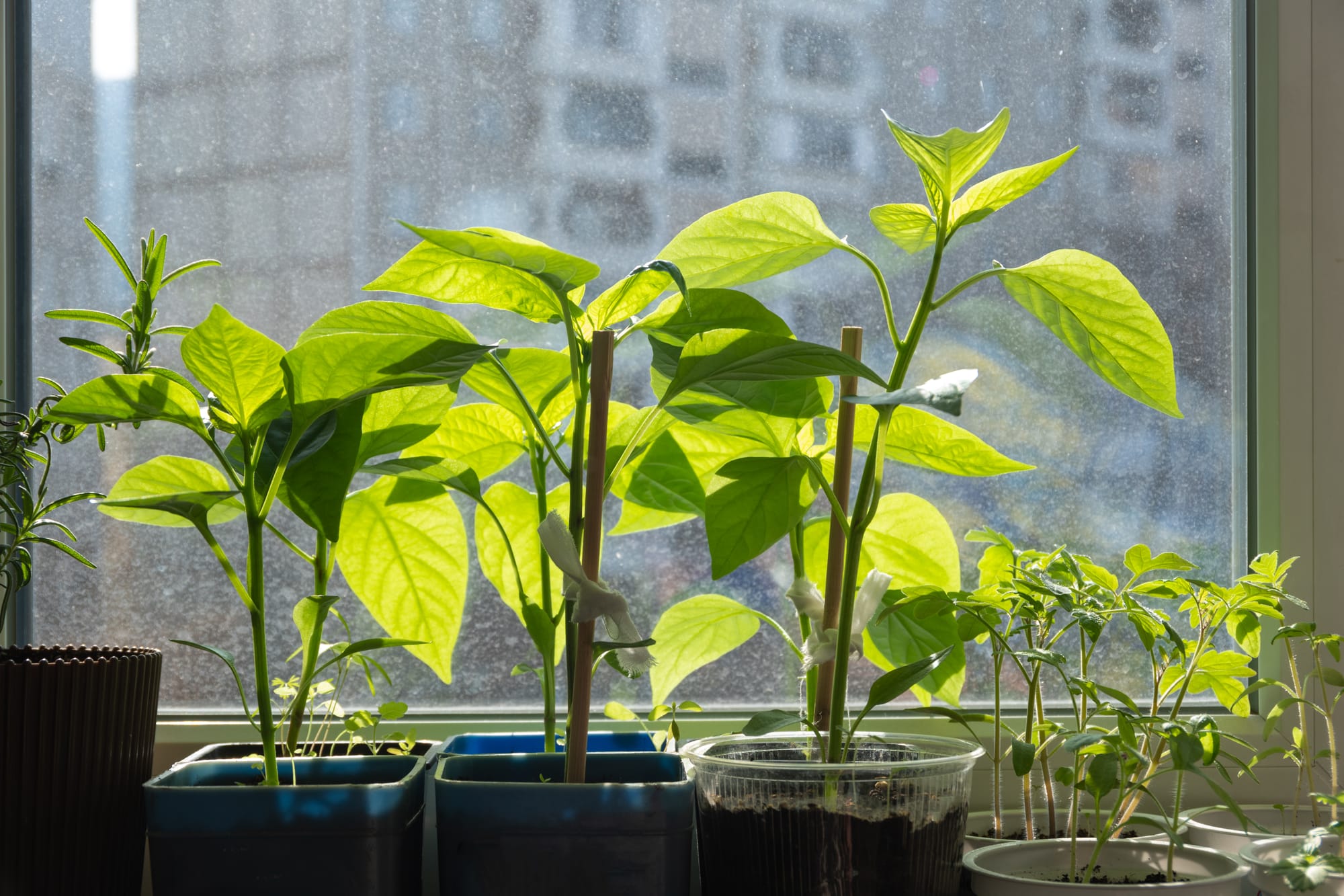 Plants’ ability to absorb carbon dioxide questioned in new research