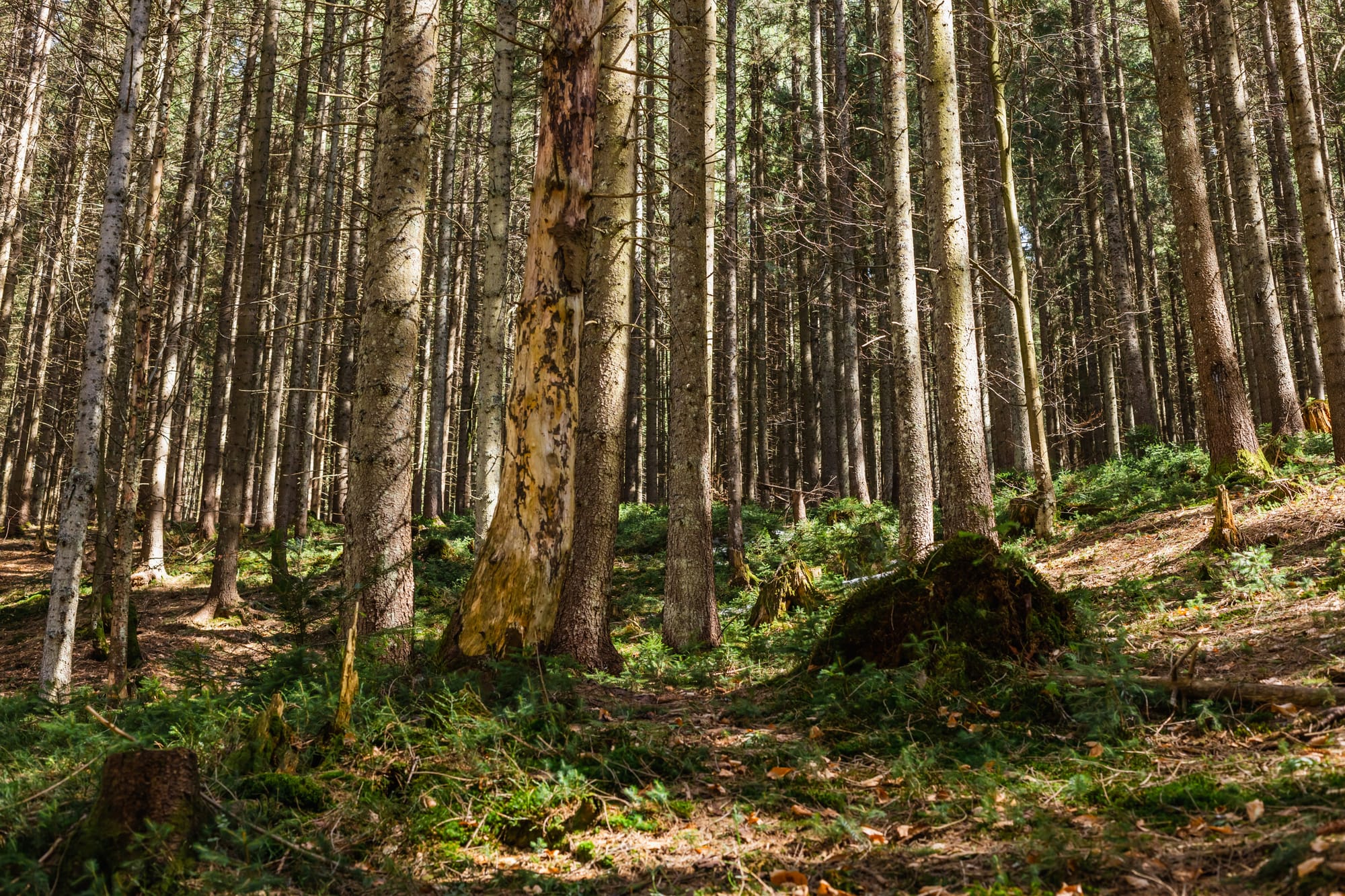 Boreal forest tree-planting efforts would pay big dividends, new research finds
