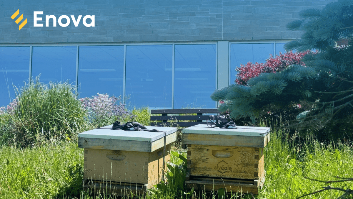 Woolwich Township to receive a $50,000 reforestation grant from Enova Power Corp.