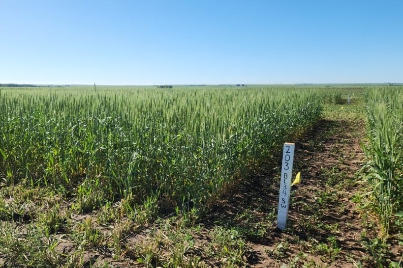 Agricultural advocates upset over Swift Current plot plowing