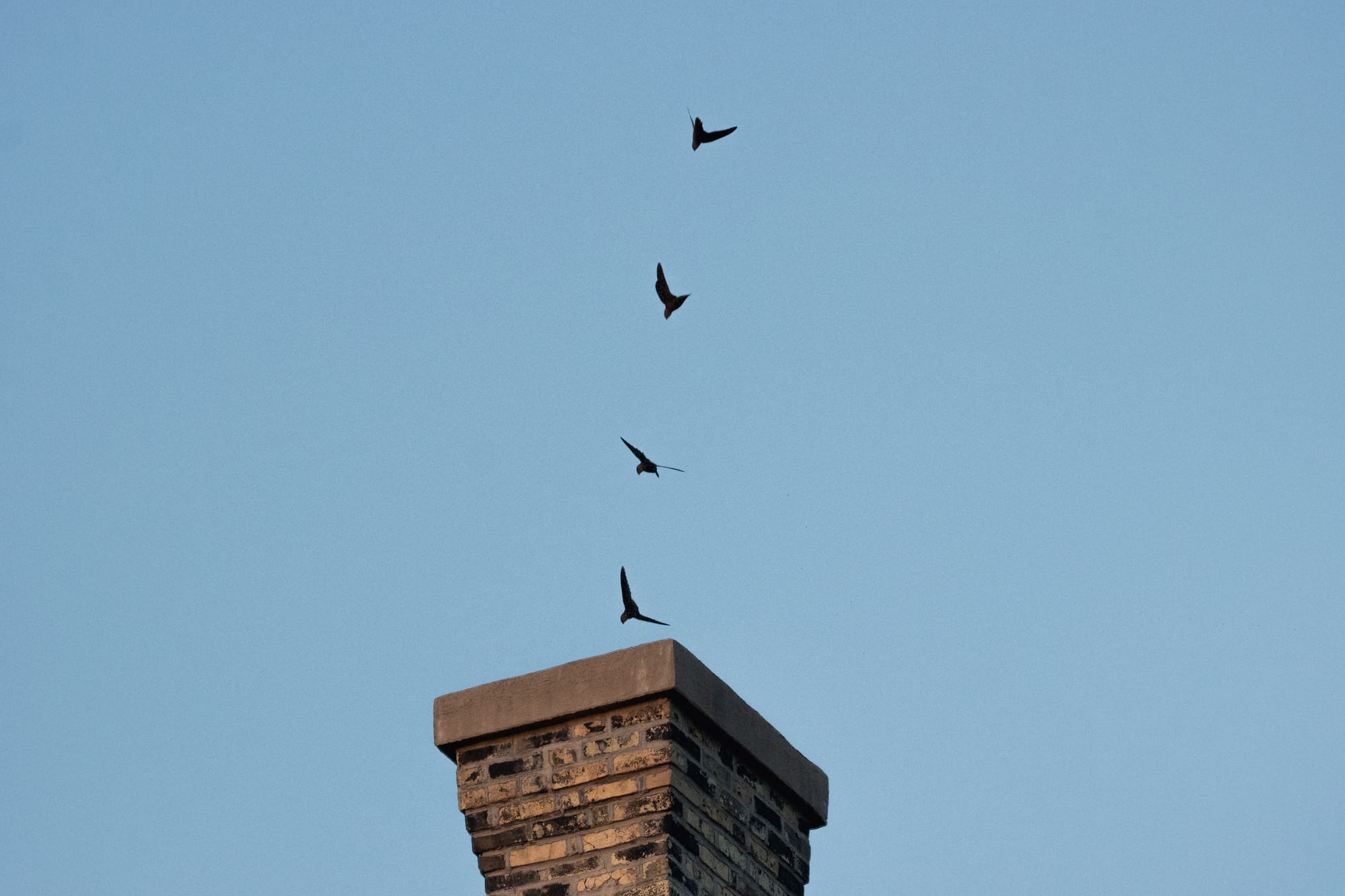 Local bird lovers encouraged to participate in SwiftWatch