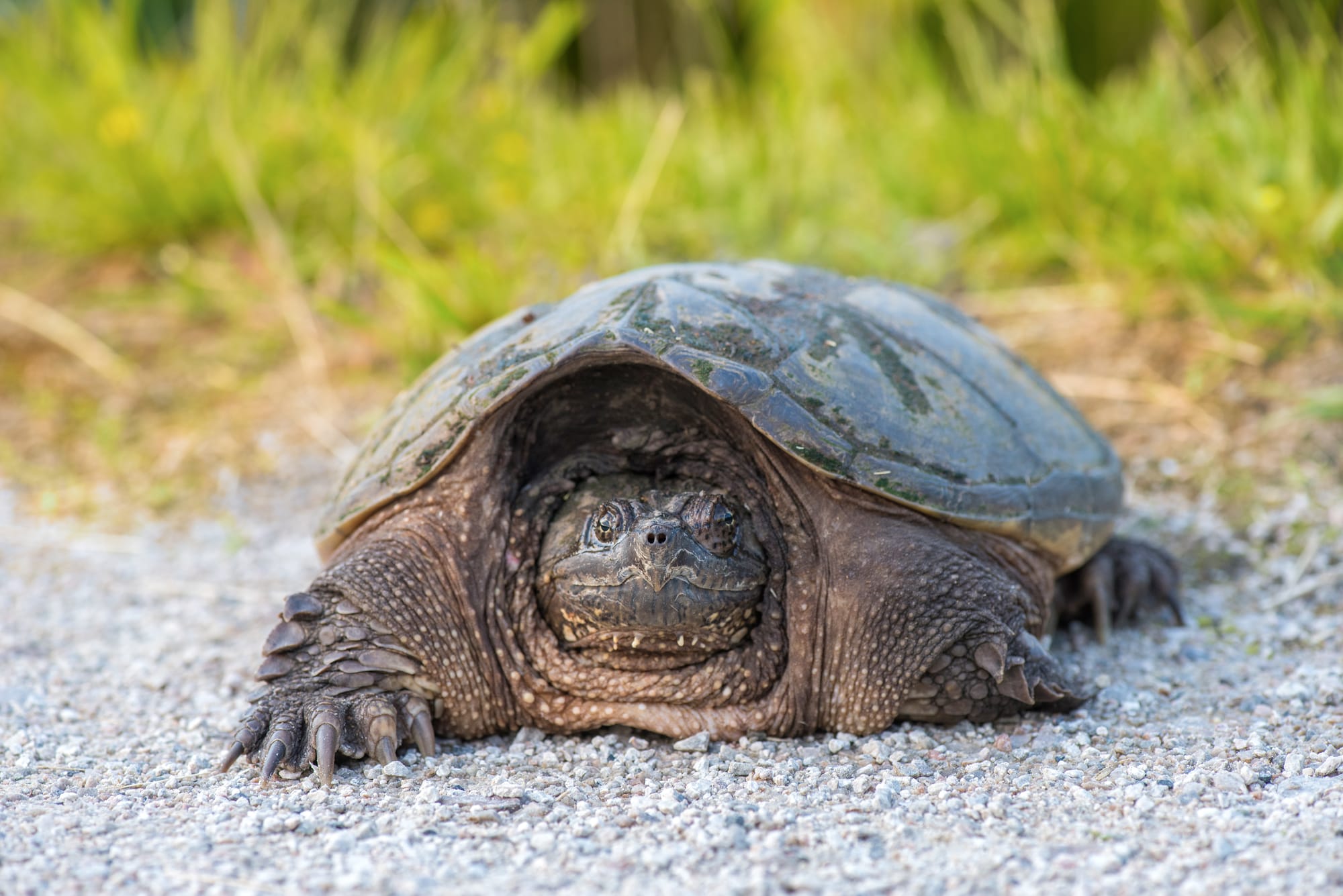 Turtle taxi volunteers are helping reptiles across the province