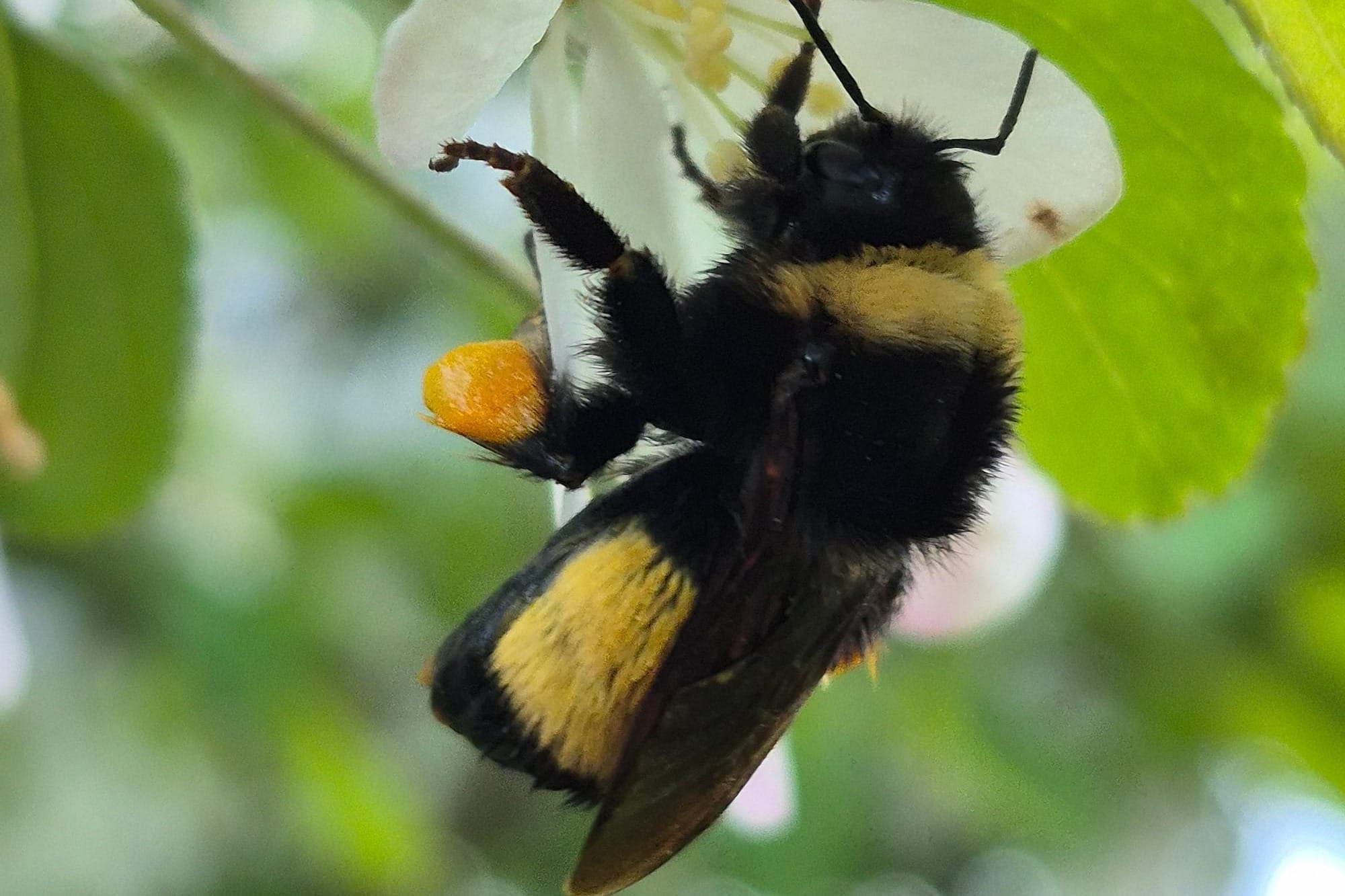 Saving bees might be tied to saving their gut microbiomes