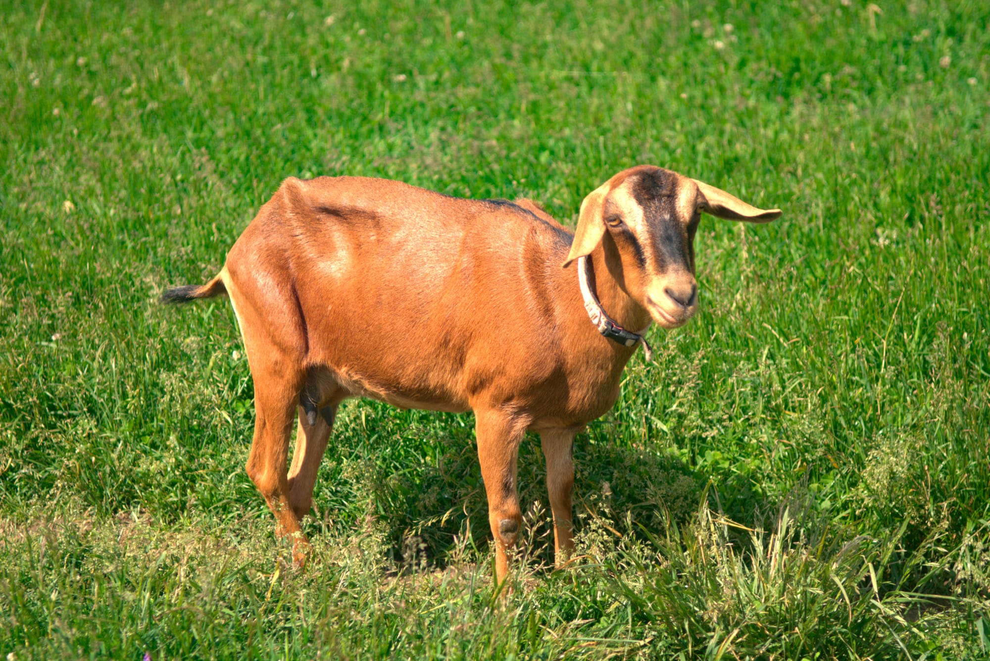 Controversy over the creation of Dairy Goat Farmers of Ontario