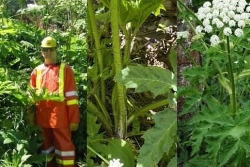 Play with giant hogweed and you may get burned