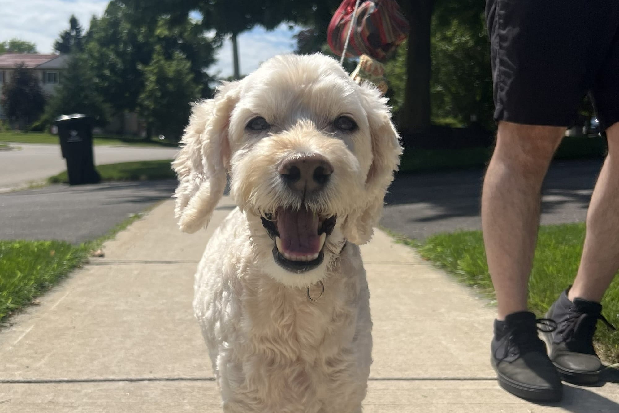 Hot weather means being mindful of your pets’ comfort