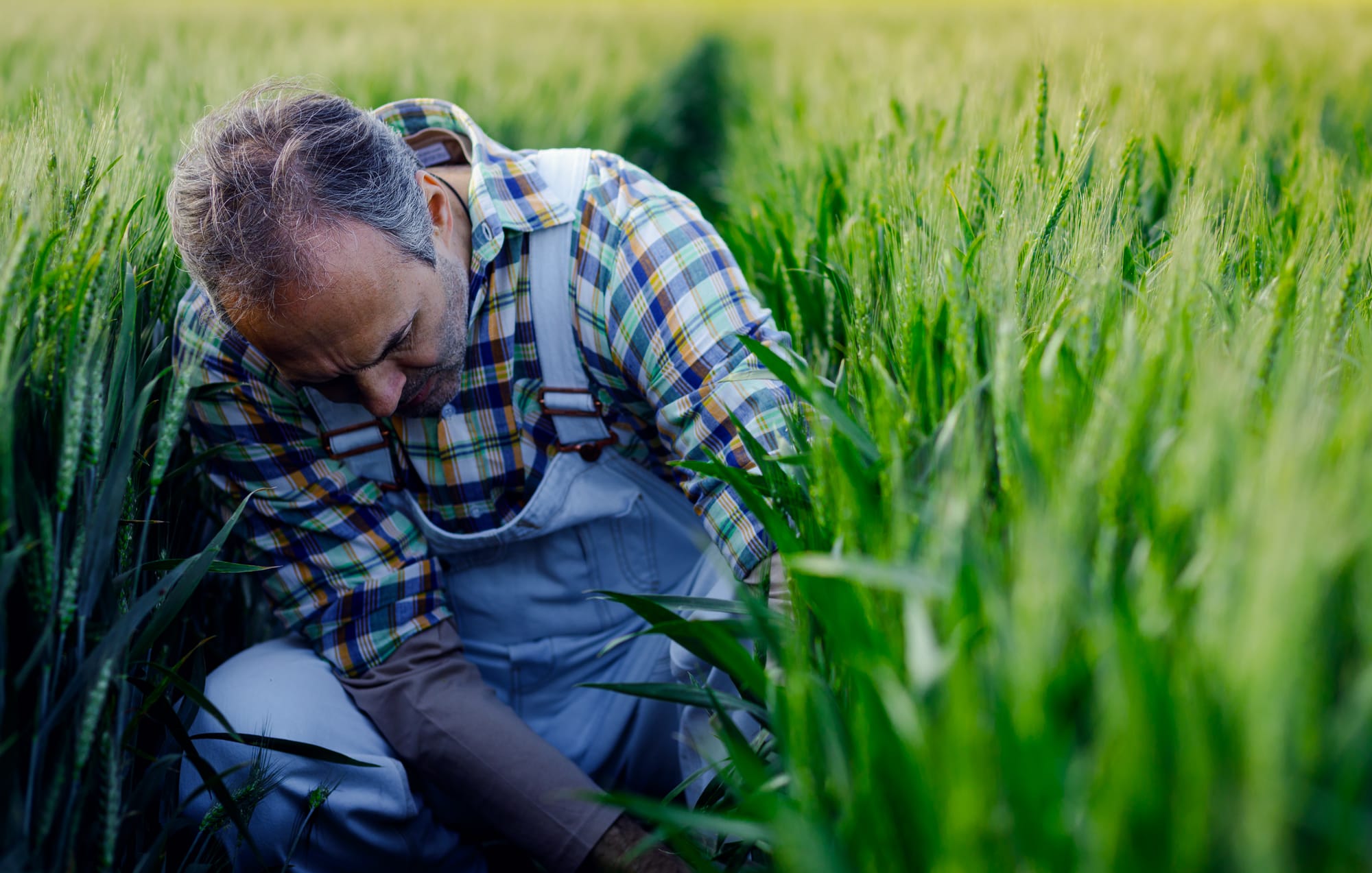 Agricultural experts weigh in on this year’s increased input costs for farmers