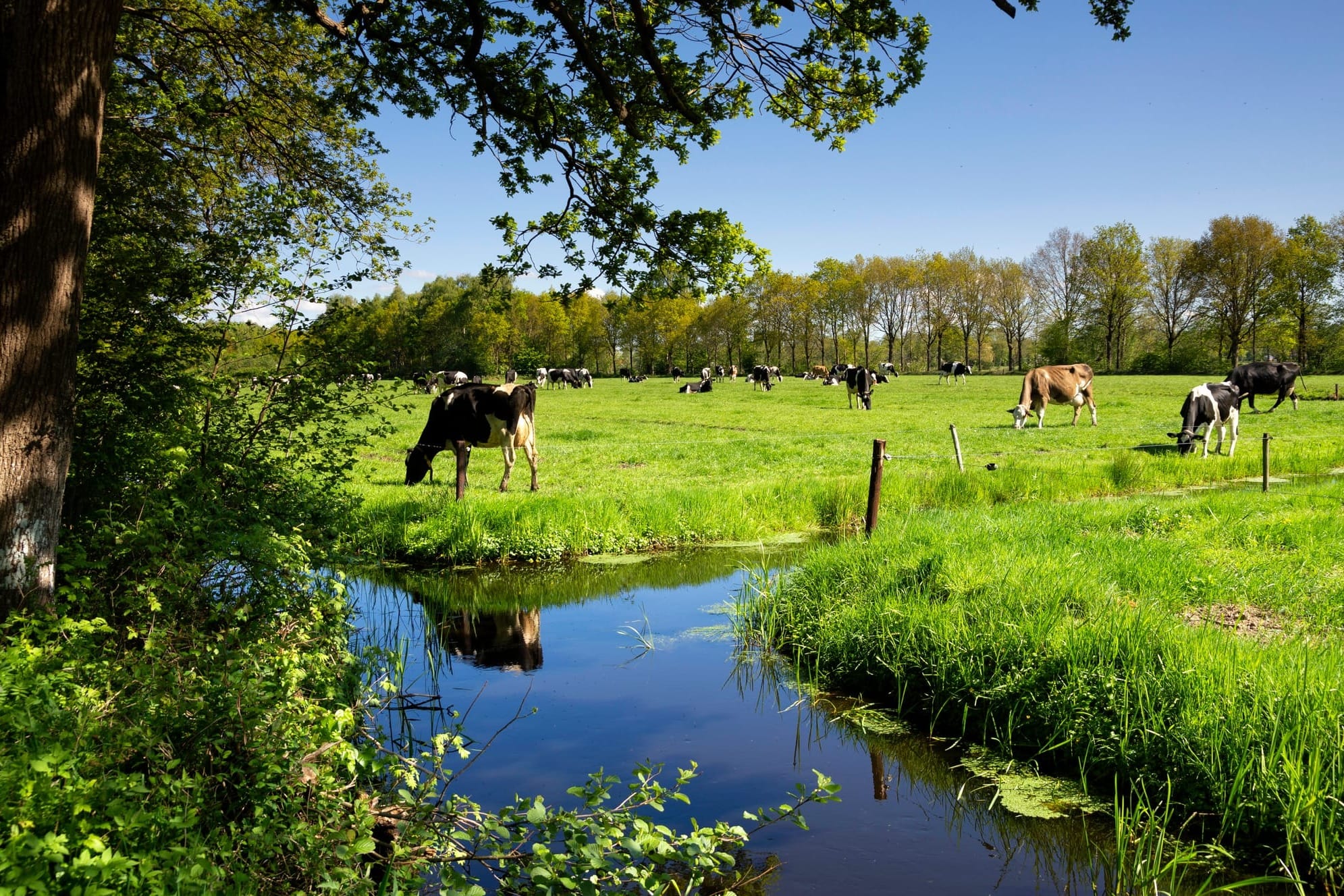Have a stream near a road? Get some free trees planted with ReForest Woolwich