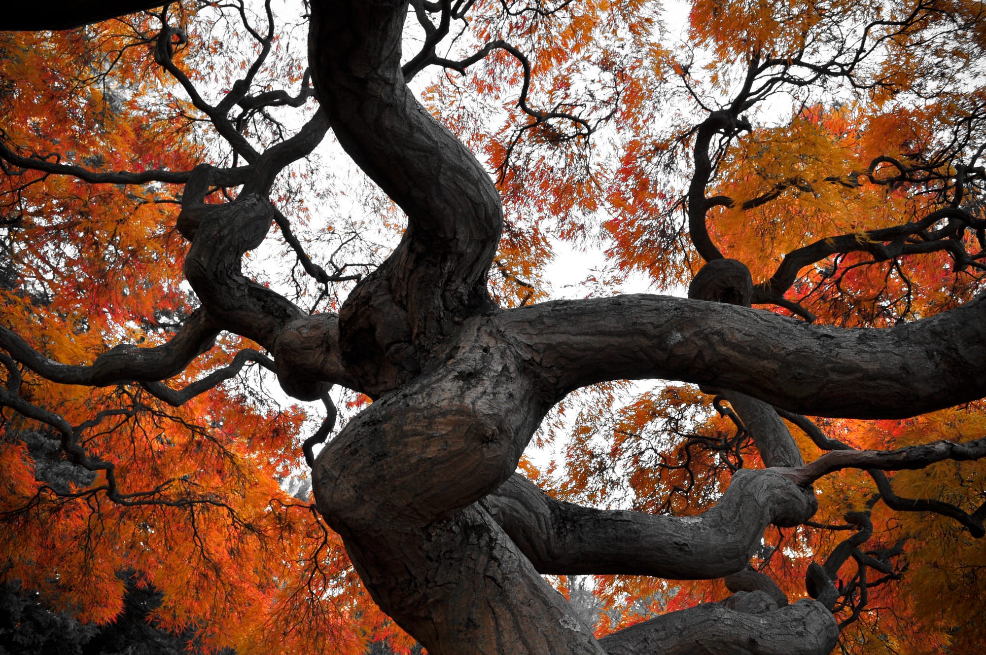 Trick or Trees and a need for more forest stewards