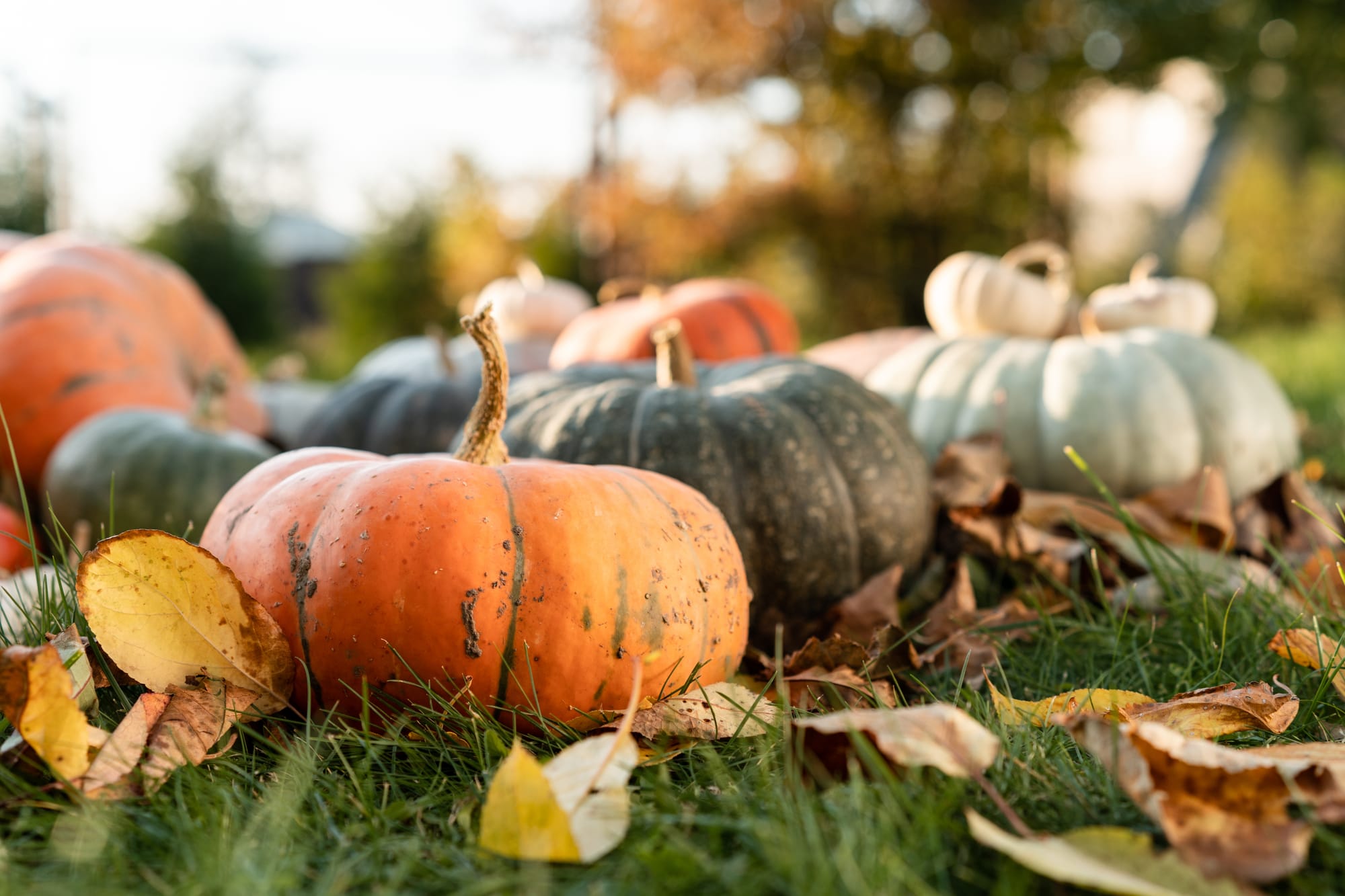 Milder autumn weather expected this year
