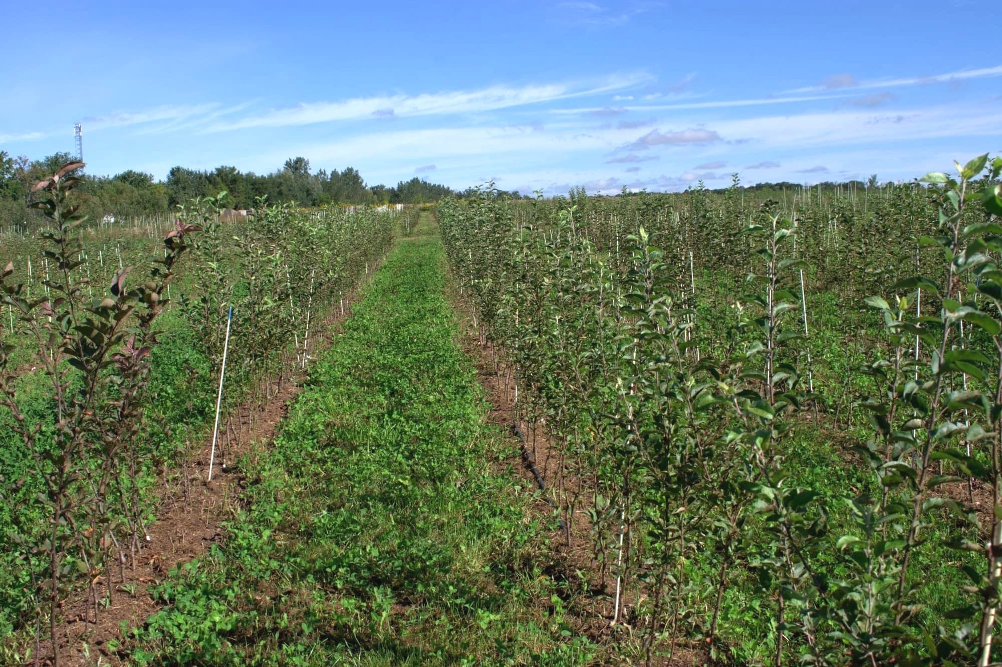 Organic tree farm does things differently