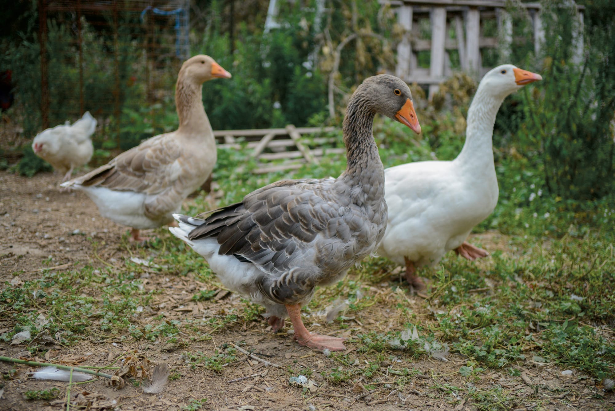Construction underway for new poultry research centre in Elora