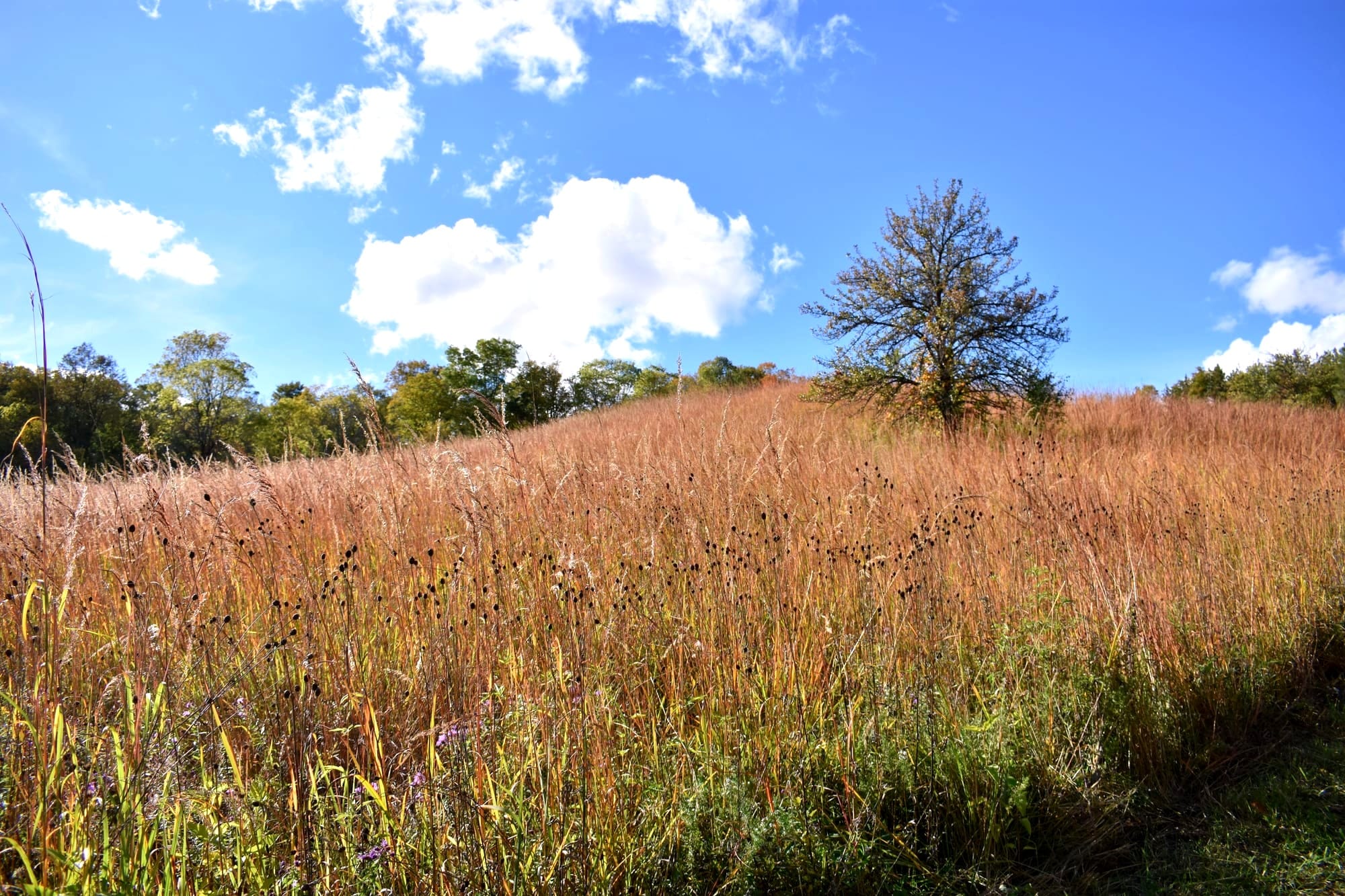 Schneider lands a unique donation to protect natural area