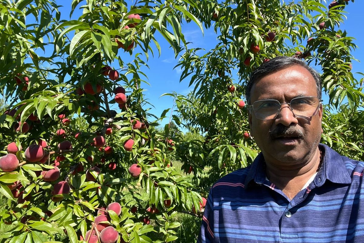 Canada’s last peach breeder on the importance of peach cultivars