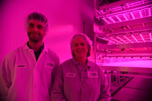 Vertical farming allows year-round growing