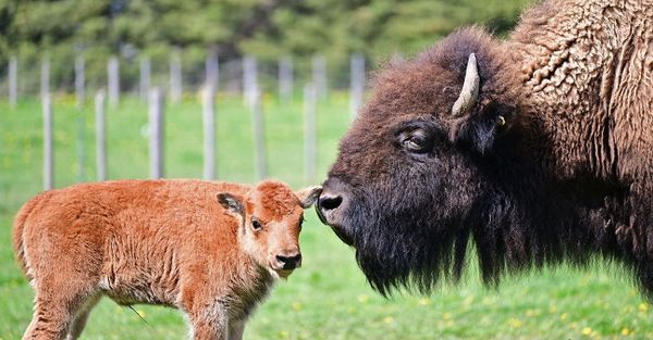 A home where the buffalo roam