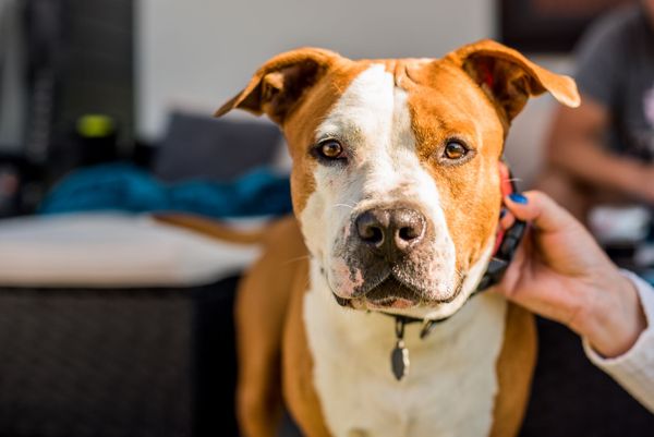 Dog tag fees to rise as Woolwich signs new deal
