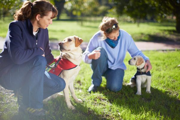 Wellesley Lions host Walk for Dog Guides event Sunday