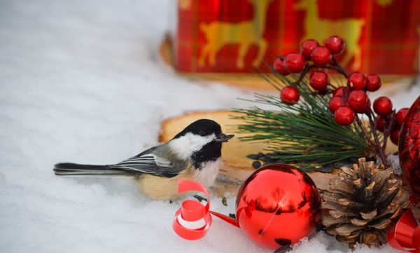 Annual Christmas Bird Count turns hobbyists into citizen scientists