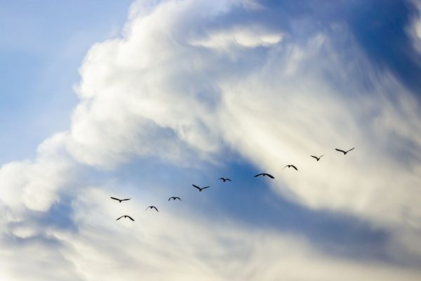 Kitchener among latest cities designated as bird-friendly