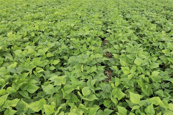 U of G researchers lauded for innovative kidney beans