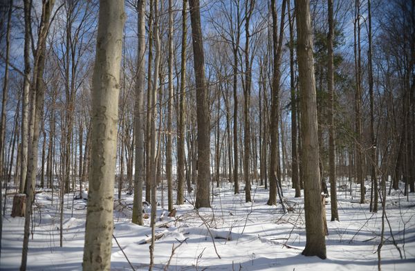 Snowy winter a boon for the trees, says U of G expert