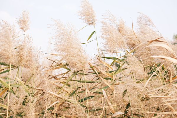 Phragmites battle among projects supported by CEF