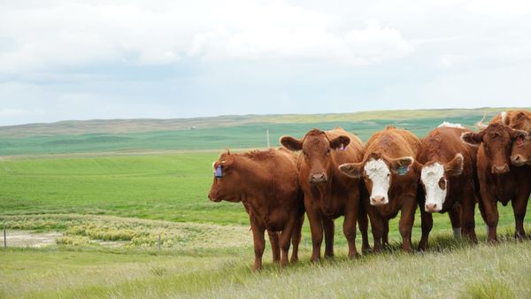 Australia re-opens market to Canadian beef long after BSE issue