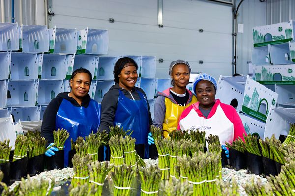 Temporary foreign workers are crucial to agri-food industry, says OFA