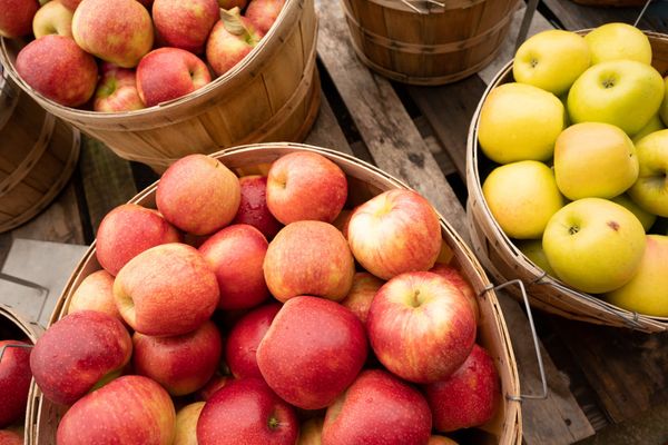 Saturday’s ABC Festival in Wellesley a sure sign of fall