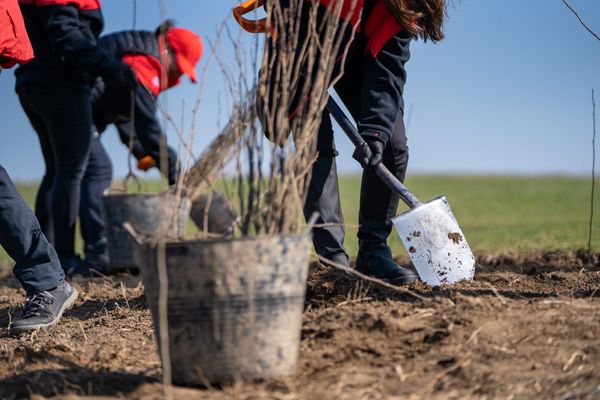 Wellesley plans two tree giveaway events next month