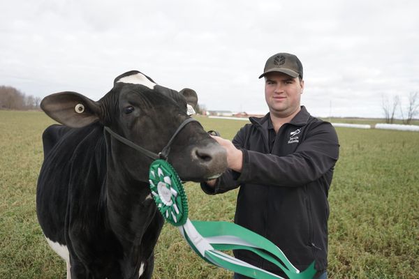 4-H member and his calf get a warm welcome at the Royal
