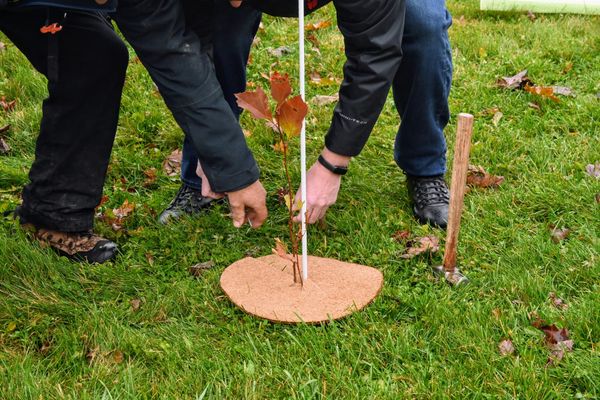 Trees for Woolwich wraps up the season with final planting
