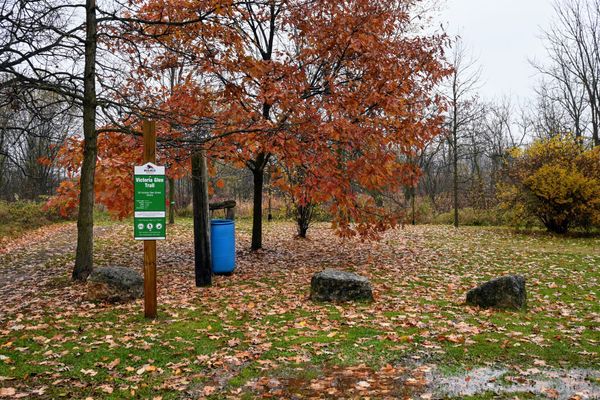 Buckthorn the target of TWEEC weed-pull events