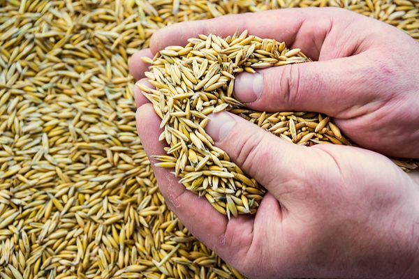 Grain commission pausing manual fee increases