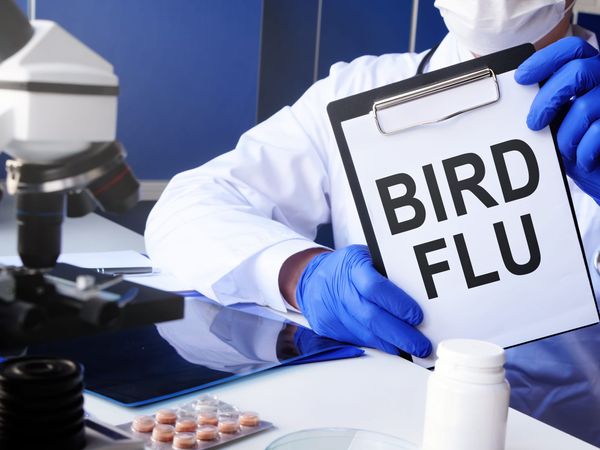 Can humans get bird flu?