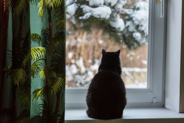 Winter poses challenges for the animals in our lives
