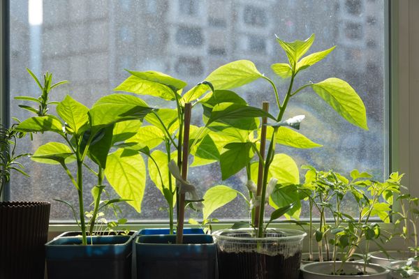 Plants’ ability to absorb carbon dioxide questioned in new research