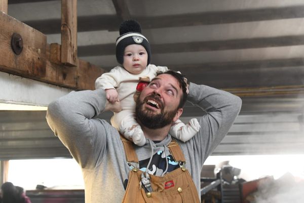 Revelling in the bounty of tapped maple trees