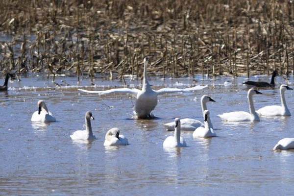 Tundra swans make local stop on migration