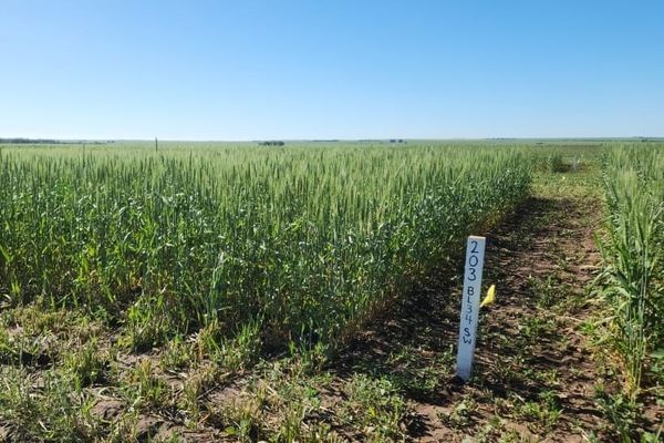 Agricultural advocates upset over Swift Current plot plowing