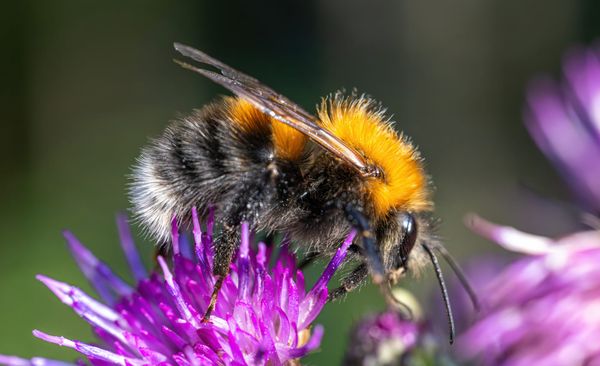 Do you love bees? Consider bee-coming a citizen scientist