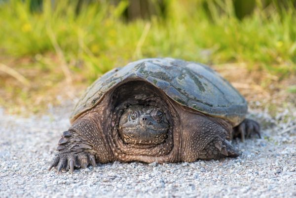 Turtle taxi volunteers are helping reptiles across the province