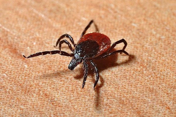 Cases of Lyme disease prompt warnings about ticks from public health officials