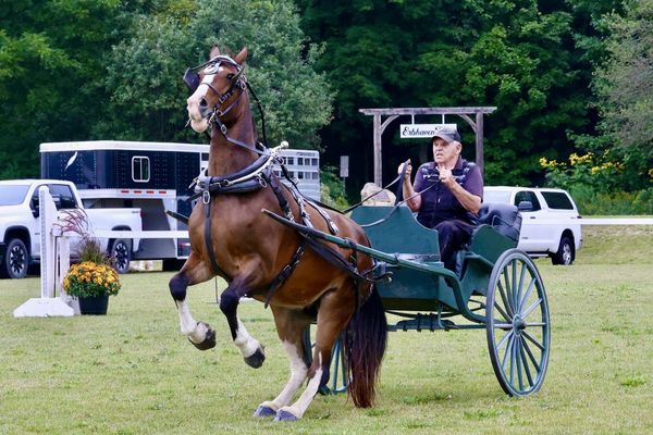 Wellesley Fall Fair canters into summer