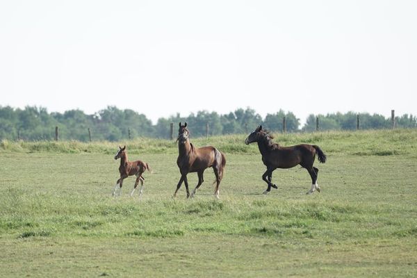 Some tips to help horses keep their cool during the scorching summer days